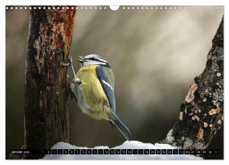 Produktbild: Mes anges bleus en &Icirc;le-de-France (Calendrier mural 2026 DIN A3 vertical), CALVENDO calendrier mensuel