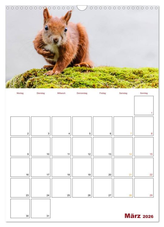 Produktbild: Eichh&ouml;rnchen Planer 2026 (Wandkalender 2026 DIN A3 hoch), CALVENDO Monatskalender