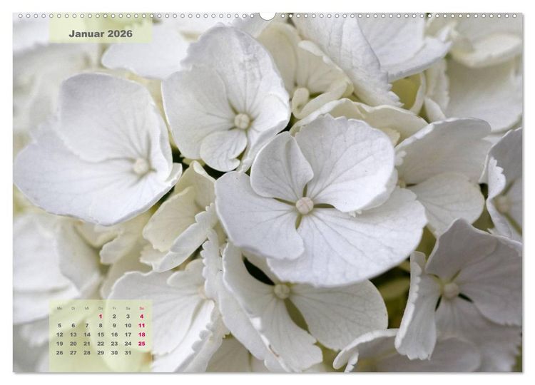 Produktbild: Himmlische Hortensien (Wandkalender 2026 DIN A2 quer), CALVENDO Monatskalender