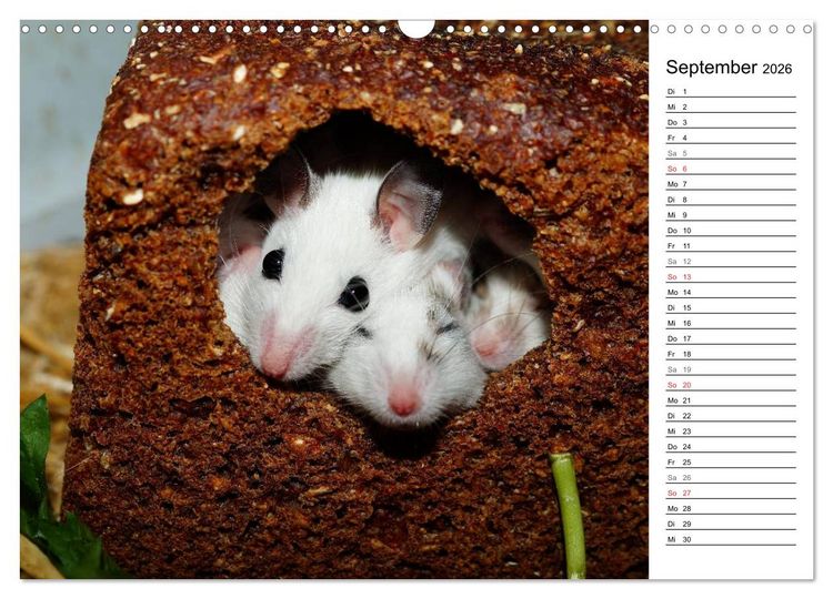 Produktbild: Mausebande (Wandkalender 2026 DIN A3 quer), CALVENDO Monatskalender