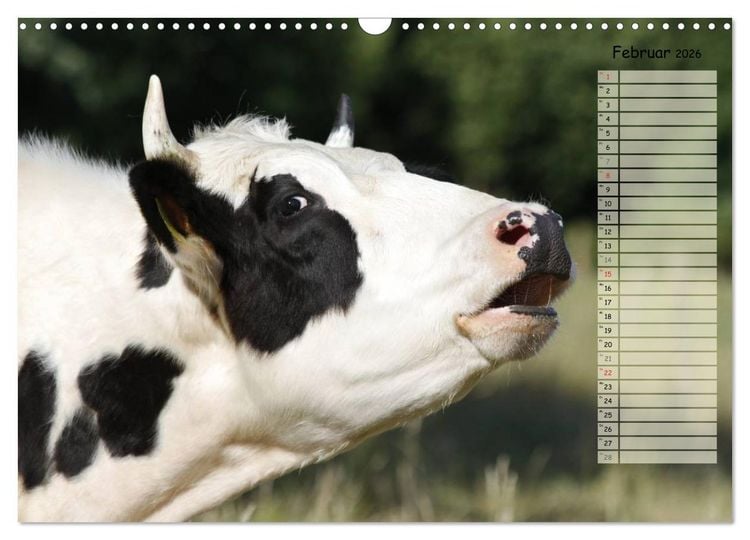 Produktbild: Gl&uuml;ckliche K&uuml;he (Wandkalender 2026 DIN A3 quer), CALVENDO Monatskalender