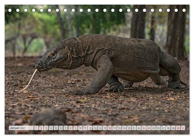 Produktbild: Drachen: Geheimnisvolles Tierreich (Tischkalender 2027 DIN A5 quer), CALVENDO Monatskalender