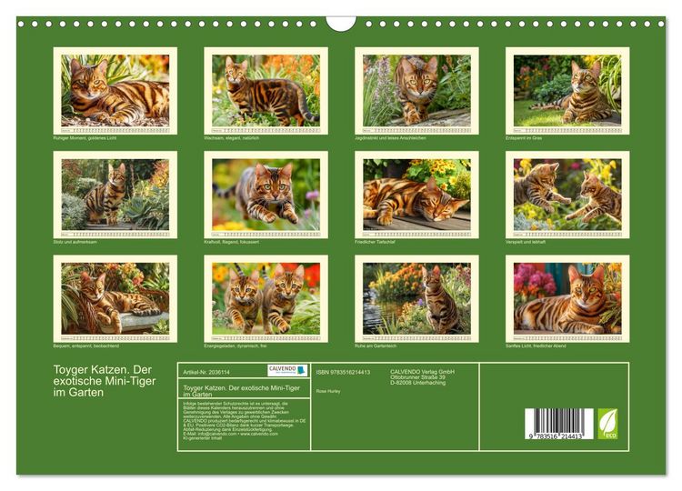 Produktbild: Toyger Katzen. Der exotische Mini-Tiger im Garten (Wandkalender 2026 DIN A3 quer), CALVENDO Monatskalender