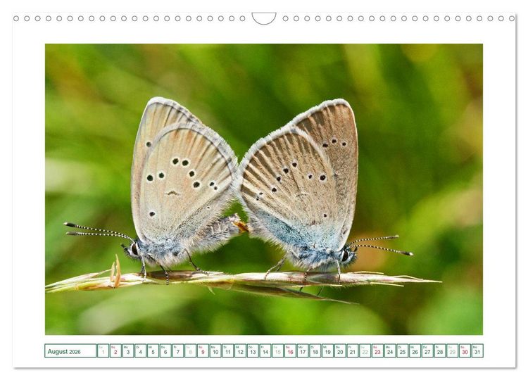Produktbild: Schmetterlinge: zart und bunt (Wandkalender 2026 DIN A3 quer), CALVENDO Monatskalender