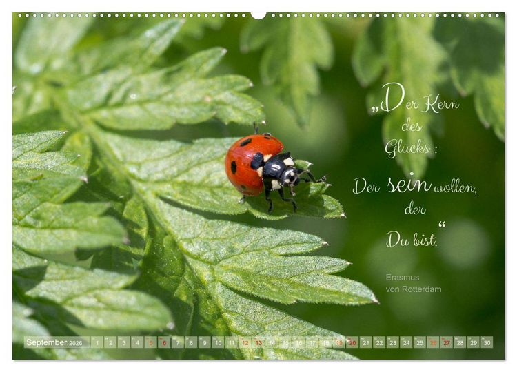 Produktbild: Marienk&auml;fer & Zitate - Sieben Punkte zum Gl&uuml;ck (Wandkalender 2026 DIN A2 quer), CALVENDO Monatskalender