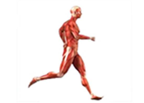 Produktbild: Effect of Exercise on Blood Pressure and Heart Rate