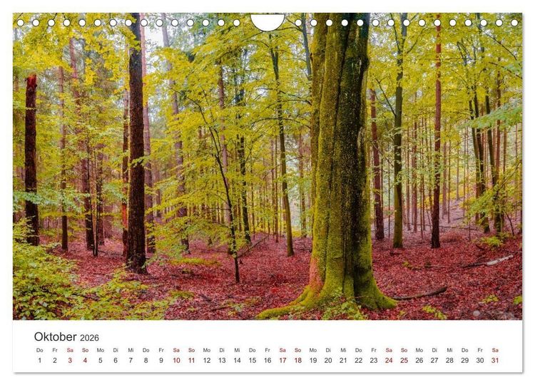 Produktbild: DEUTSCHLAND, S&auml;chsische Schweiz Nationalpark, M&auml;rchenwald (Wandkalender 2026 DIN A4 quer), CALVENDO Monatskalender