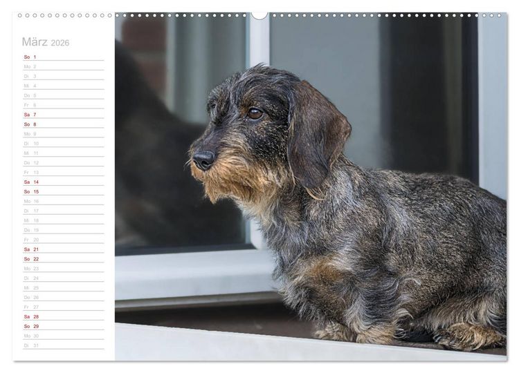 Produktbild: Rauhaardackel Motte & Friends (hochwertiger Premium Wandkalender 2026 DIN A2 quer), Kunstdruck in Hochglanz