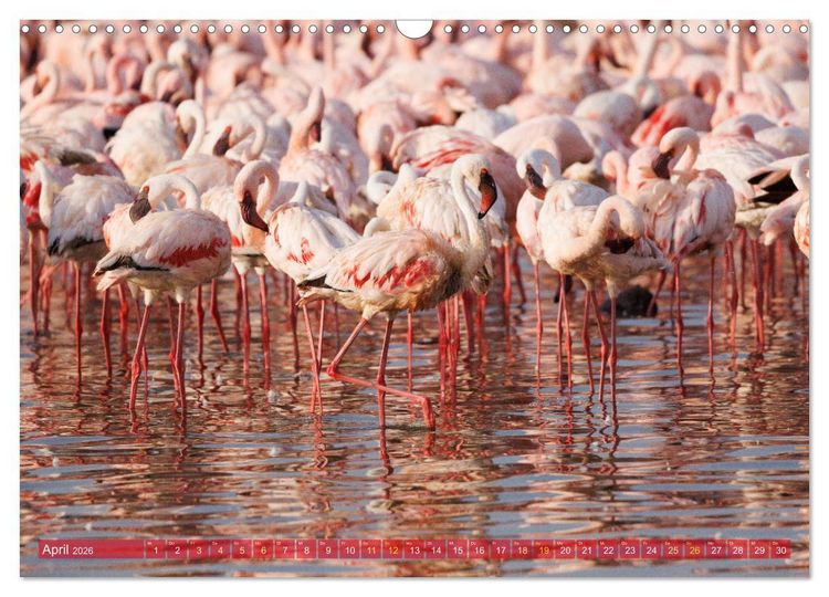 Produktbild: Flamingos am Lake Bogoria - Kenia (Wandkalender 2026 DIN A3 quer), CALVENDO Monatskalender