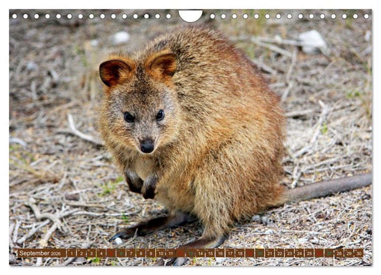 Produktbild: Big Five Australiens Buckelwal, Walhai, Orca, Quokka,K&auml;nguru (Wandkalender 2026 DIN A4 quer), CALVENDO Monatskalender
