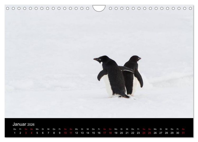 Produktbild: Pinguine - sympathische Fracktr&auml;ger im eisigen S&uuml;den (Wandkalender 2026 DIN A4 quer), CALVENDO Monatskalender