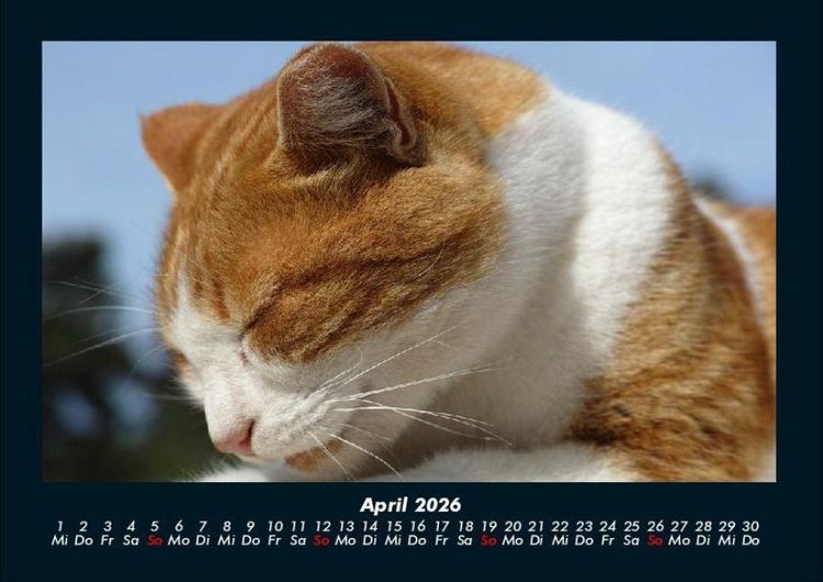 Produktbild: F&uuml;r Katzenfreunde 2026 Fotokalender DIN A4