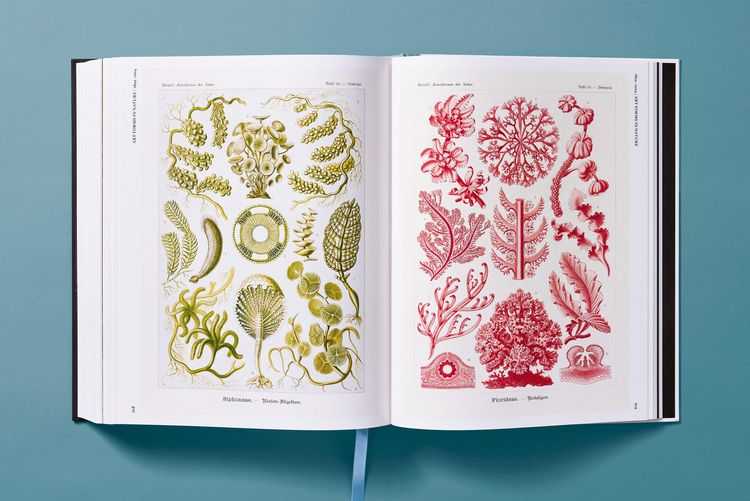 Produktbild: The Art and Science of Ernst Haeckel