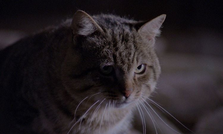 Produktbild: Der Kater l&auml;sst das Mausen nicht - Kinofassung (Uncut Limited Mediabook, vom 2K-Master neu abgetastet, Blu-ray+DVD+Booklet)