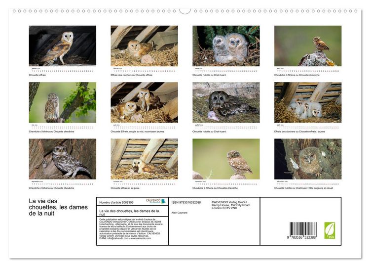 Produktbild: La vie des chouettes, les dames de la nuit (Calendrier mural 2026 DIN A2 vertical) calendrier de bureau