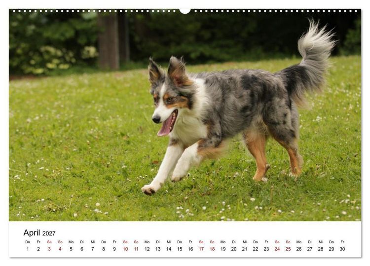 Produktbild: Australian Shepherd - Treue Blicke, wilde Herzen (hochwertiger Premium Wandkalender 2027 DIN A2 quer), Kunstdruck in Hochglanz