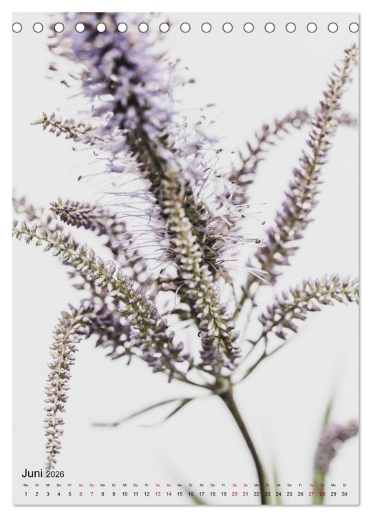 Produktbild: Pure Flowers (Tischkalender 2026 DIN A5 hoch), CALVENDO Monatskalender