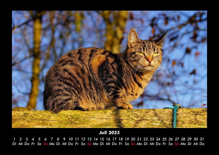 Produktbild: F&uuml;r Katzenfreunde 2025 Fotokalender DIN A3