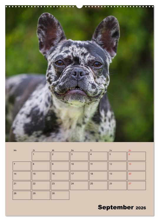 Produktbild: Jahresplaner Franz&ouml;sische Bulldogge (Wandkalender 2026 DIN A2 hoch), CALVENDO Monatskalender