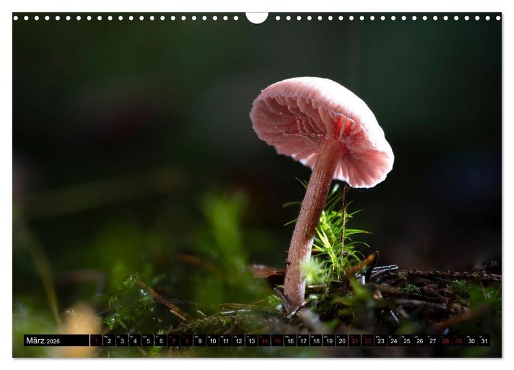 Produktbild: Wilde Pilze: Ein Kalender f&uuml;r Naturbegeisterte (Wandkalender 2026 DIN A3 quer), CALVENDO Monatskalender