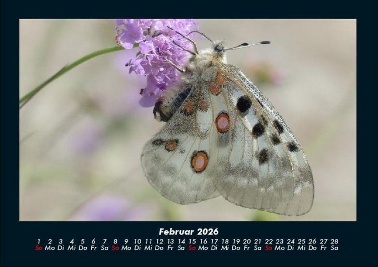 Produktbild: Bunte Pracht der Schmetterlinge 2026 Fotokalender DIN A4