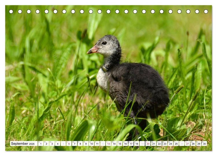 Produktbild: Nachwuchs in der Tierwelt (Tischkalender 2026 DIN A5 quer), CALVENDO Monatskalender