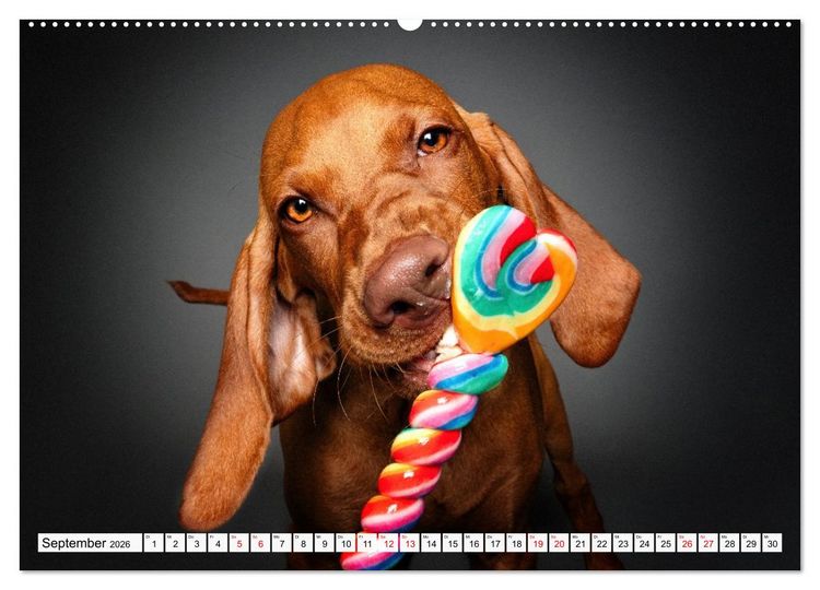 Produktbild: Hunde im Naschparadies (hochwertiger Premium Wandkalender 2026 DIN A2 quer), Kunstdruck in Hochglanz