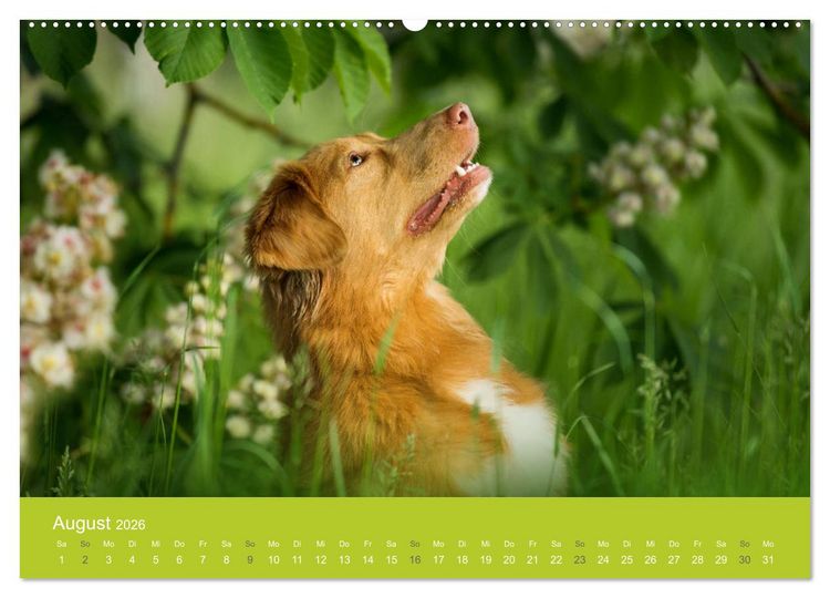Produktbild: Traumschnauzen (Wandkalender 2026 DIN A2 quer), CALVENDO Monatskalender