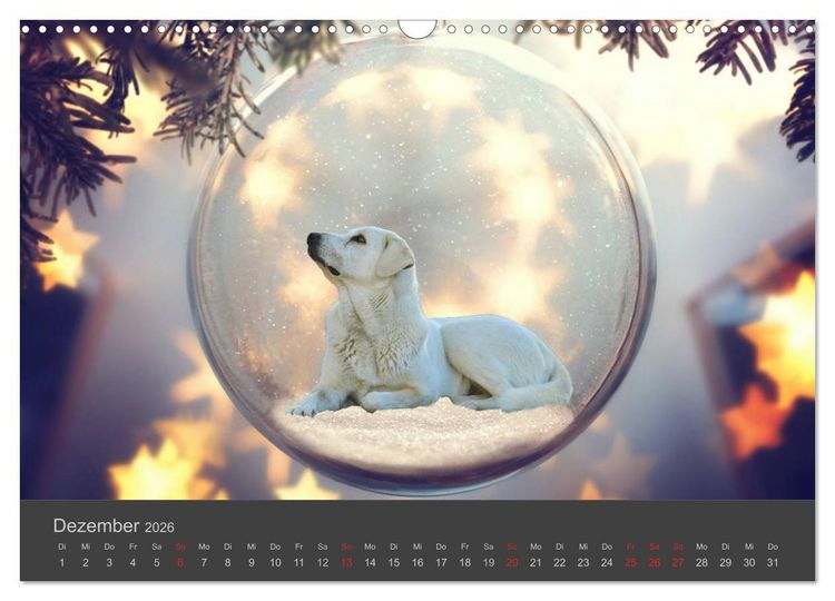 Produktbild: HUNDE LEBEN IST BUNT (Wandkalender 2026 DIN A3 quer), CALVENDO Monatskalender