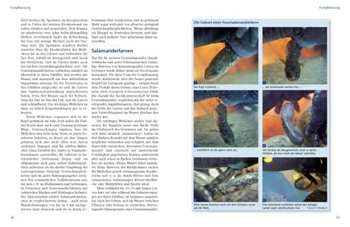 Produktbild: Feuersalamander