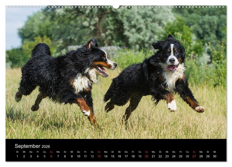 Produktbild: Treuer Freund Berner Sennenhund (hochwertiger Premium Wandkalender 2026 DIN A2 quer), Kunstdruck in Hochglanz