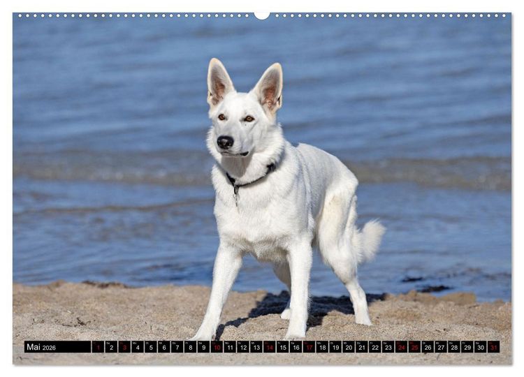 Produktbild: Berger Blanc Suisse - Weggef&auml;hrten auf 4 Pfoten (Wandkalender 2026 DIN A2 quer), CALVENDO Monatskalender