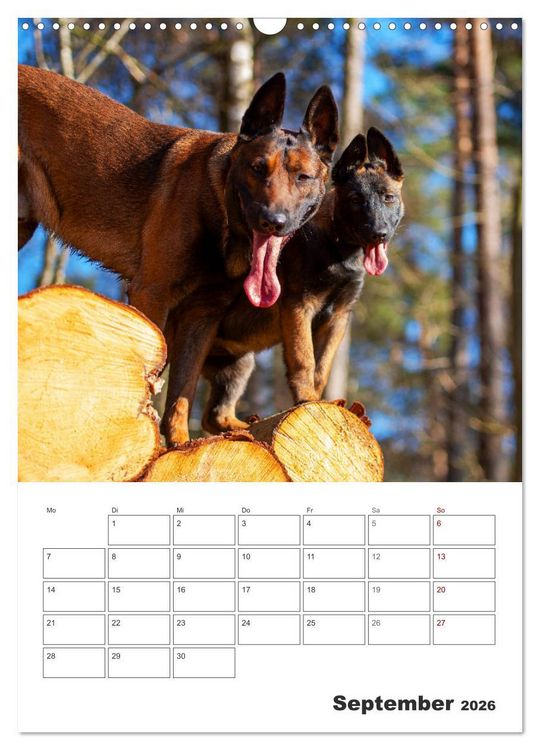 Produktbild: Malinois Power auf vier Pfoten (Wandkalender 2026 DIN A3 hoch), CALVENDO Monatskalender