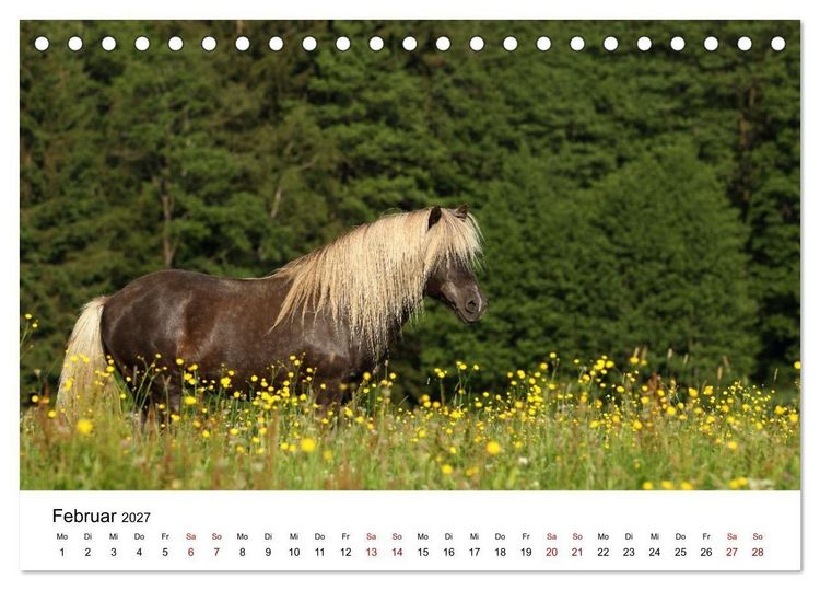 Produktbild: Pferde - im Galopp durch's Jahr 2027 (Tischkalender 2027 DIN A5 quer), CALVENDO Monatskalender