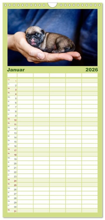 Produktbild: Familienplaner 2026 - Mopswelpen mit 5 Spalten (Wandkalender, 21 x 45 cm) CALVENDO