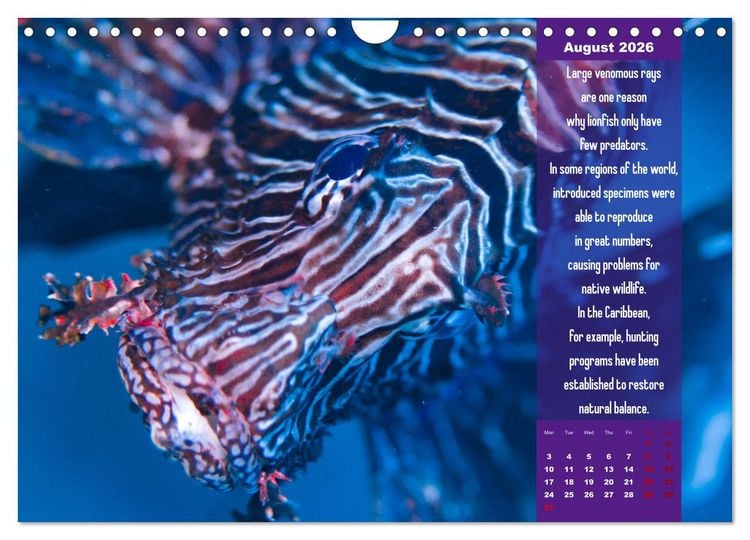 Produktbild: Diving into the Red Sea (Wall Calendar 2026 DIN A4 landscape), CALVENDO 12 Month Wall Calendar