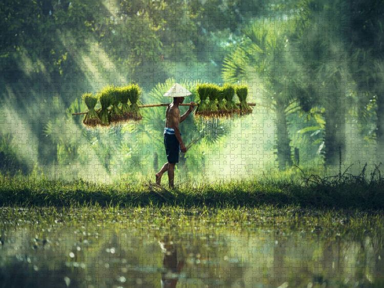 Produktbild: CALVENDO Puzzle Vietnam - Reisbauer mit Reissch&ouml;&szlig;lingen | 1000 Teile Lege-Gr&ouml;&szlig;e 64x48cm Foto-Puzzle f&uuml;r gl&uuml;ckliche Stunden