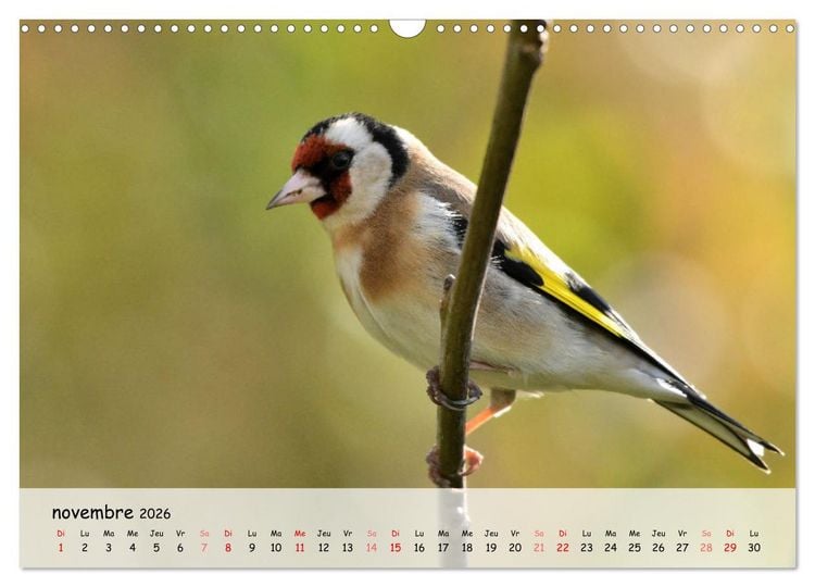 Produktbild: OISEAUX des Jardins et For&ecirc;ts (Calendrier mural 2026 DIN A3 vertical), CALVENDO calendrier mensuel