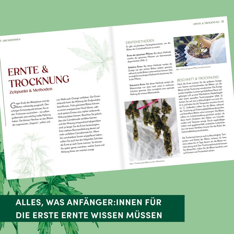Produktbild: Cannabis-Anbau f&uuml;r Anf&auml;nger