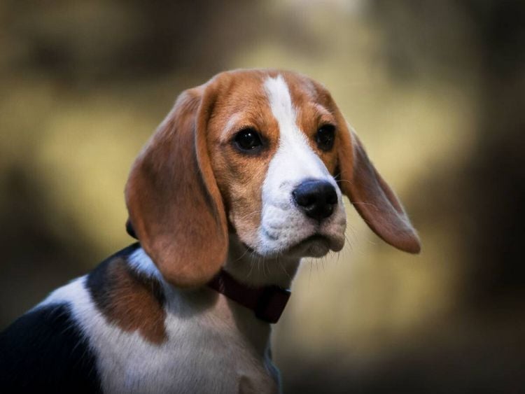 Produktbild: CALVENDO Puzzle Beagle-Portrait | 1000 Teile Lege-Gr&ouml;&szlig;e 64x48cm Foto-Puzzle f&uuml;r gl&uuml;ckliche Stunden
