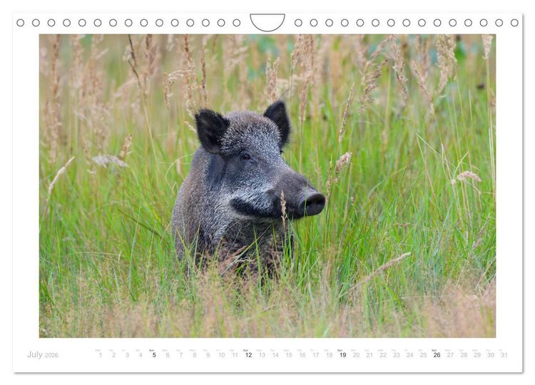 Produktbild: Wild Boars (Wall Calendar 2026 DIN A4 landscape), CALVENDO 12 Month Wall Calendar