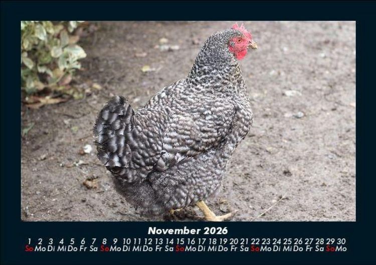 Produktbild: Tiere auf dem Bauernhof 2026 Fotokalender DIN A5