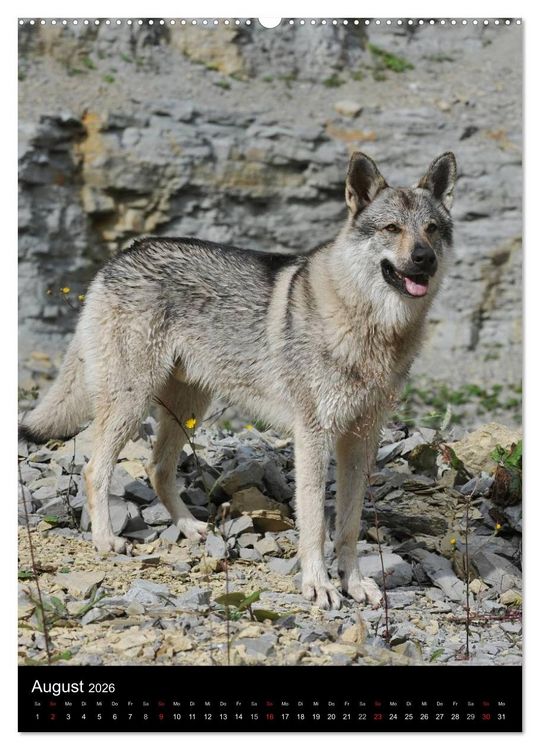 Produktbild: Faszination Wolfhund (hochwertiger Premium Wandkalender 2026 DIN A2 hoch), Kunstdruck in Hochglanz