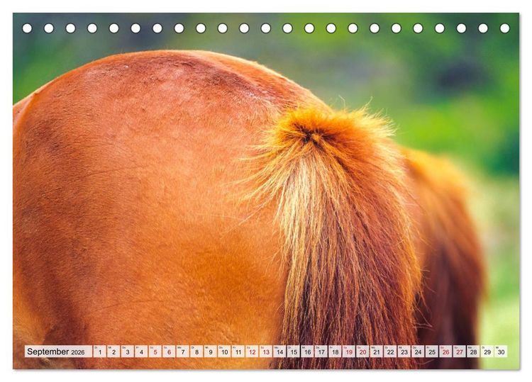 Produktbild: Popo-Kalender (Tischkalender 2026 DIN A5 quer), CALVENDO Monatskalender