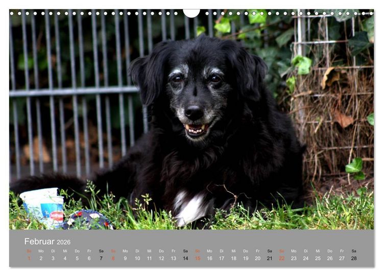 Produktbild: Graue Schnuten - Hunde in den besten Jahren (Wandkalender 2026 DIN A3 quer), CALVENDO Monatskalender