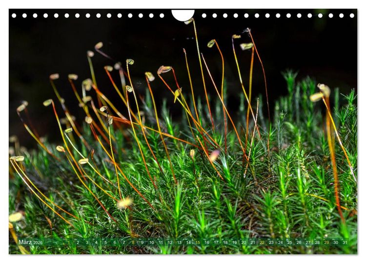 Produktbild: Spaziergang im Wald (Wandkalender 2026 DIN A4 quer), CALVENDO Monatskalender