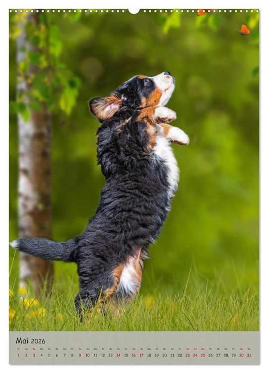 Produktbild: Berner Sennenhund - Ein Hund f&uuml;r alle F&auml;lle (Wandkalender 2026 DIN A2 hoch), CALVENDO Monatskalender