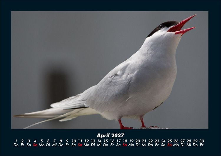 Produktbild: Welt der V&ouml;gel 2027 Fotokalender DIN A4