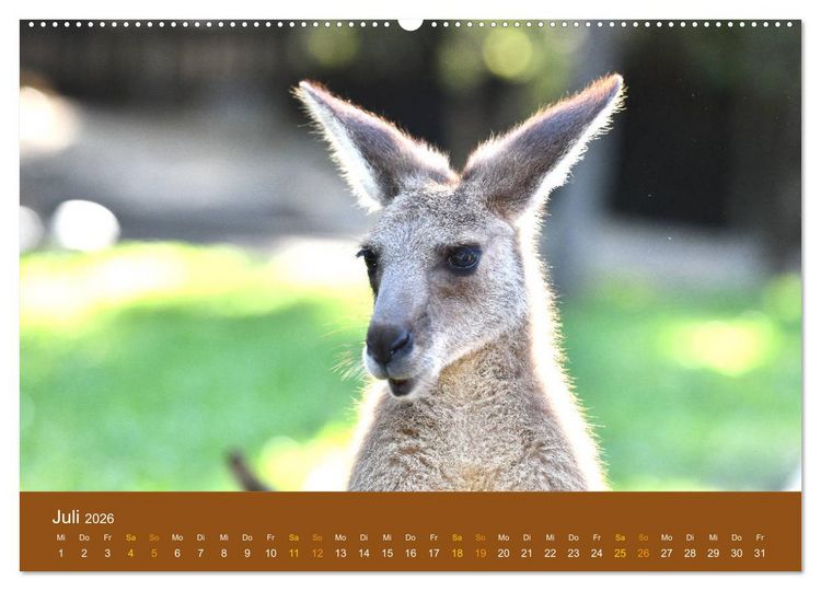 Produktbild: K&auml;ngurus, sprunghafte Gesellen (hochwertiger Premium Wandkalender 2026 DIN A2 quer), Kunstdruck in Hochglanz