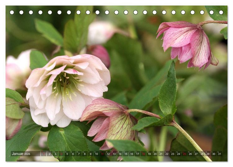 Produktbild: Christrosen (Tischkalender 2026 DIN A5 quer), CALVENDO Monatskalender
